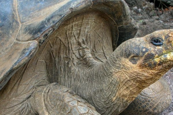 Lonesome George was a male Pinta Island tortoise and the last known individual of the species on the Galapagos Islands, Ecuador