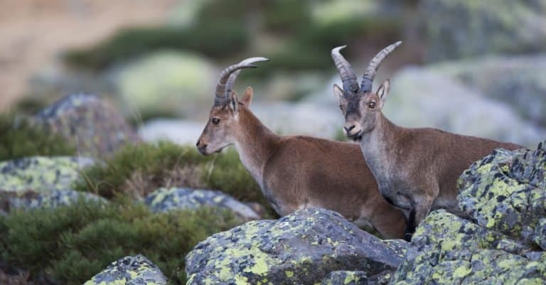 Extinct Animals: Pyrenean Ibex