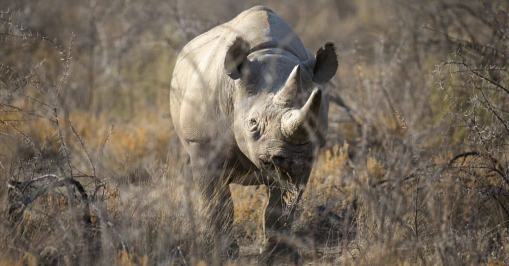 west african black rhinoceros