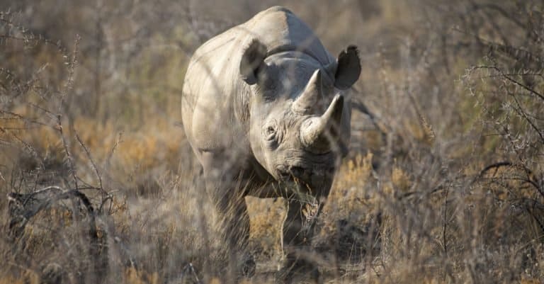 Extinct Animals: West African Black Rhinoceros