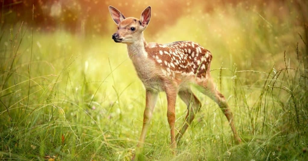 Baby Fallow deer in the grass in summer on a sunny day.
