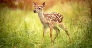 Baby Deer: 6 Fawn Pictures & 6 Facts Picture