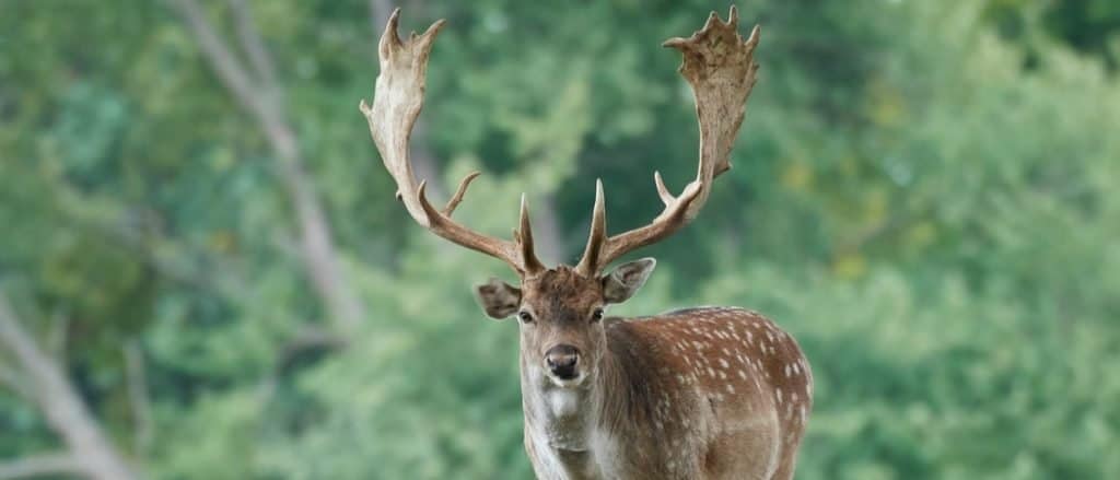 Fallow deer in its natural habitat in Denmark