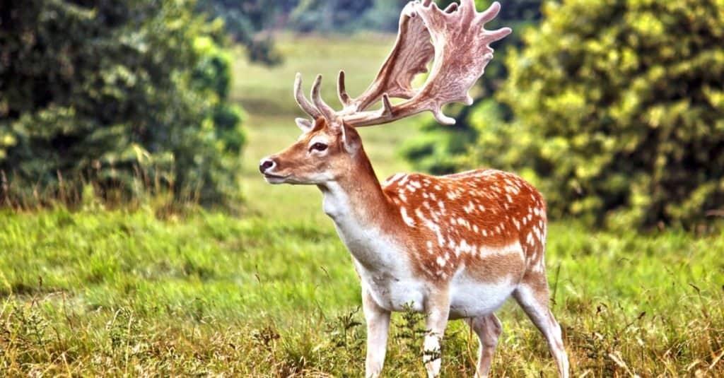 Fallow deer, buck, standing in a field displaying its horns.
