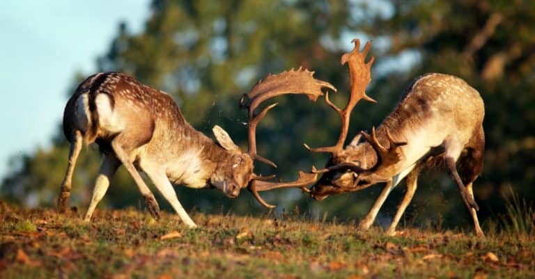 During the rut, stags will challenge each other for the right to mate.