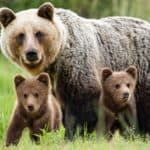 Protective female brown bear, Ursus arctos, standing close to her two adorable young cubs in the middle of grass meadow.