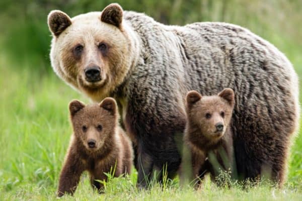 Protective female brown bear, Ursus arctos, standing close to her two adorable young cubs in the middle of grass meadow.