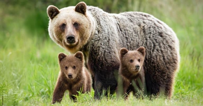 The World s 10 Favorite Most Popular Animals In 2024 A Z Animals The World s 10 Favorite Most Popular Animals In 2024 A Z Animals
