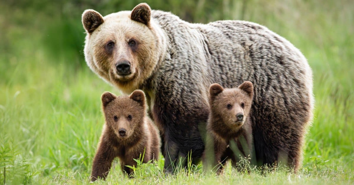 Brown Bears Majestic Predators With Surprising Traits And Habits A Z 