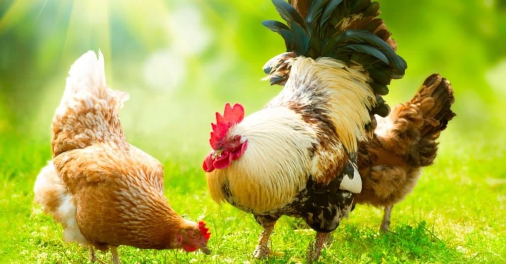 Favorite and Most Popular Animals: Chicken