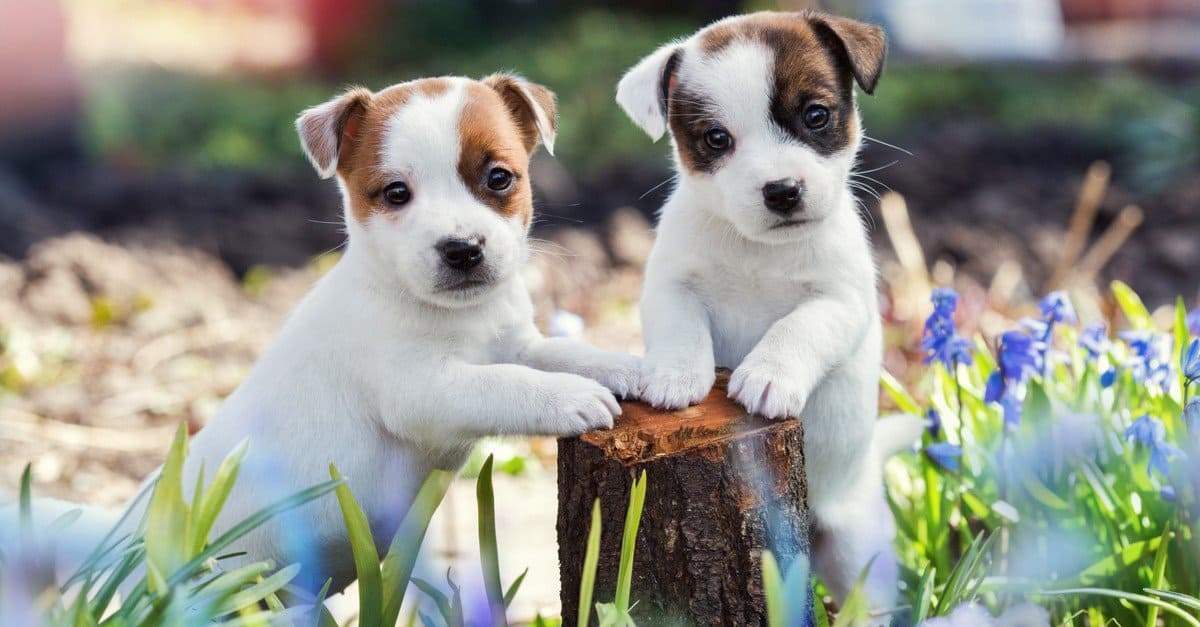 are jack russells good family pets