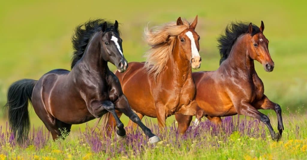 Favorite and Most Popular Animals: Horse