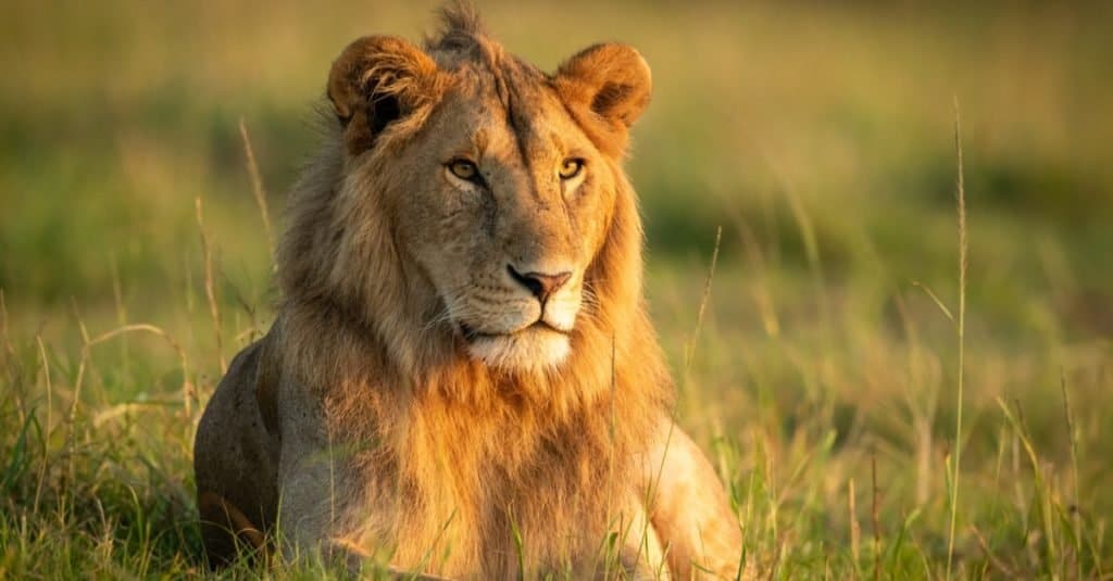 Favorite and Most Popular Animals: Lion