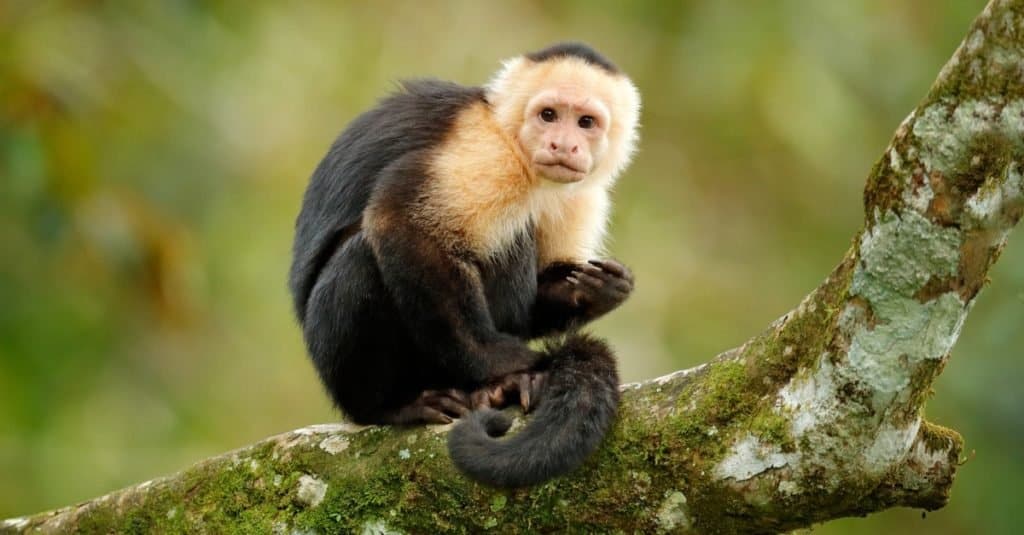 Capuchins are very popular pet monkeys