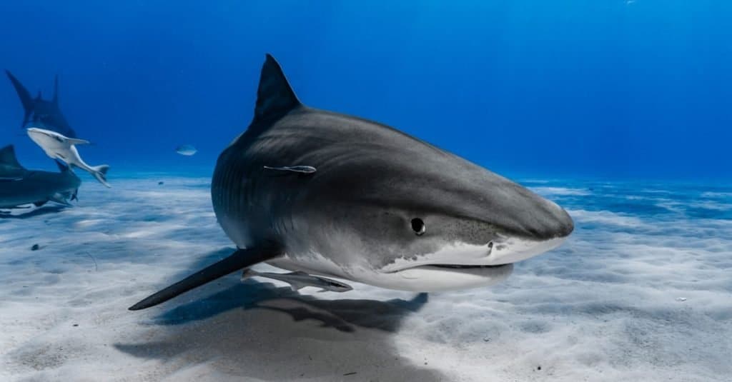 Sharks can see to a distance of around 50 feet.