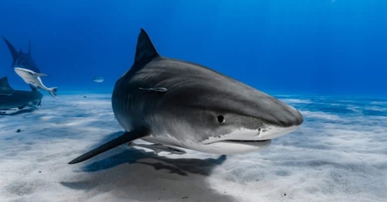 Favorite and Most Popular Animals: Shark
