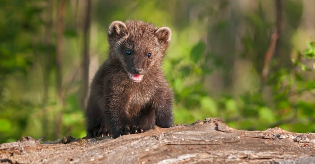 Young Fisher (Pekania pennanti) climbs over a log.