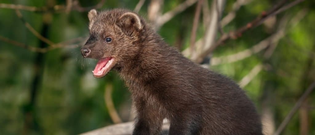 Young Fisher cat with its mouth open and turned left.