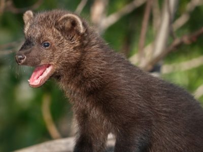 Fisher Cat Picture