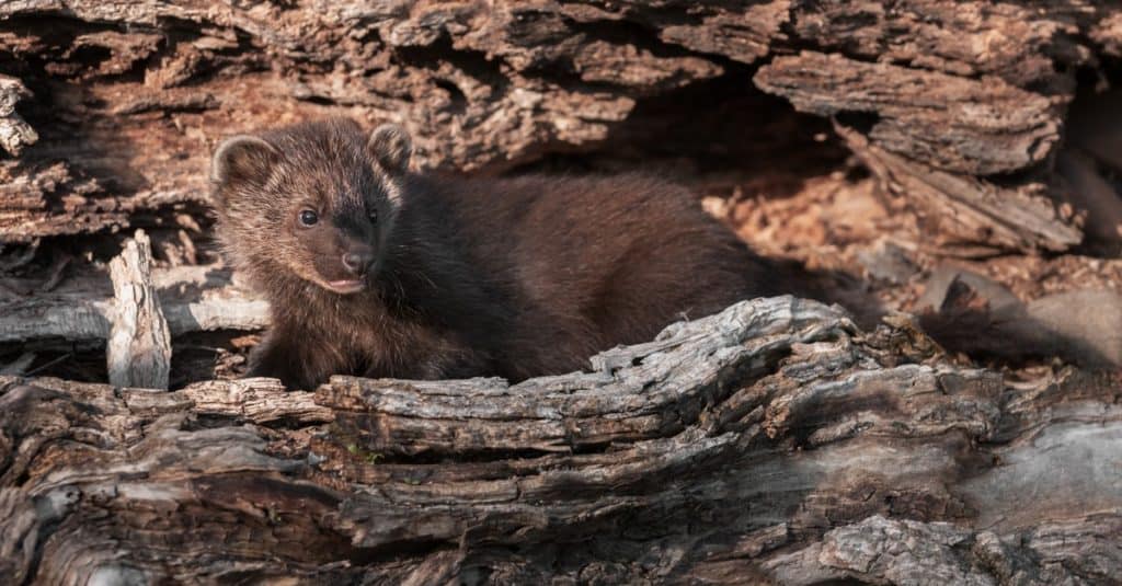 Young Fisher cat (Pekania pennanti) camouflaged in a log.