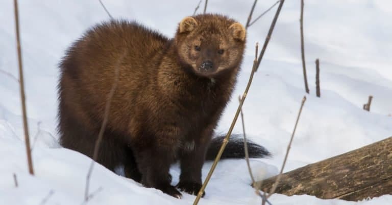 The fisher cat (Pekania pennanti) sitting in snow in the winter.