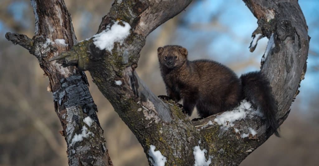 Fisher cat (Pekania pennanti) looks out from a tree circle in winter.