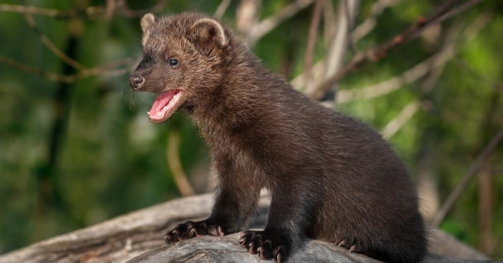 Young Fisher cat (Pekania pennanti) with an open mouth and turned left