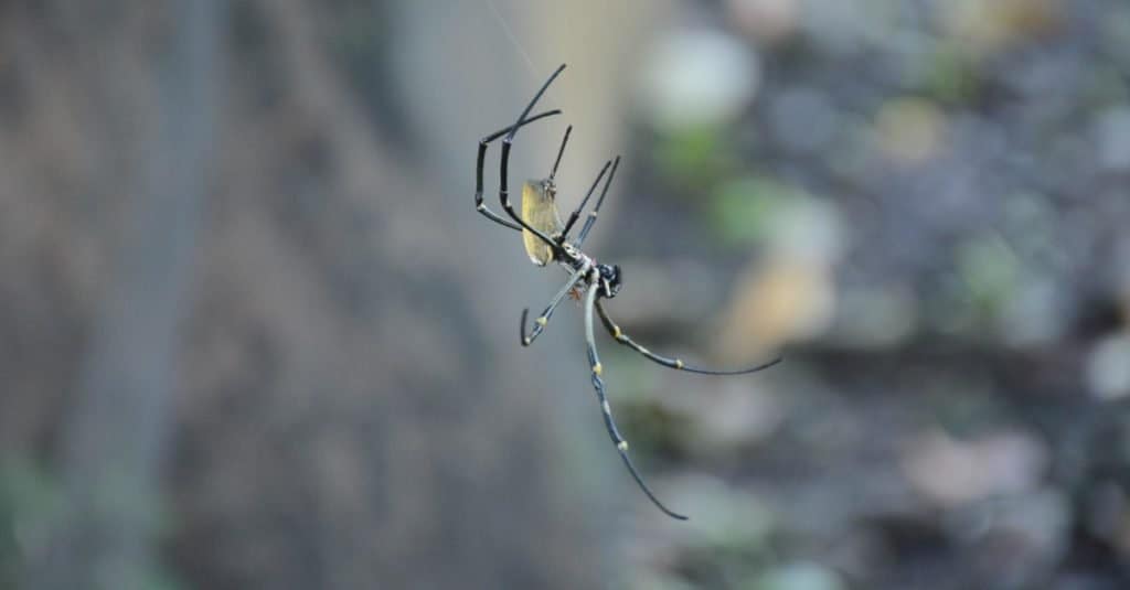 flying spider with wings