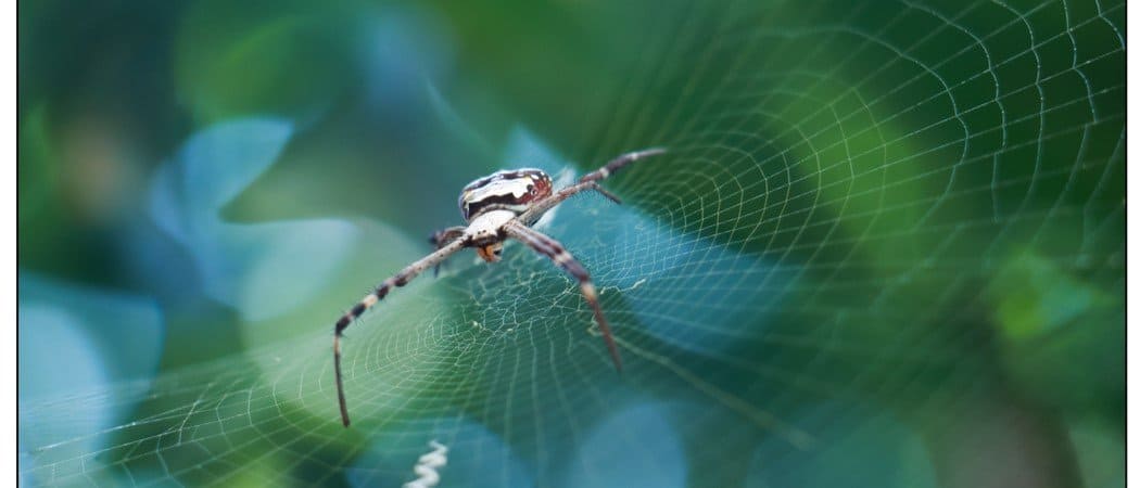 flying spider with wings