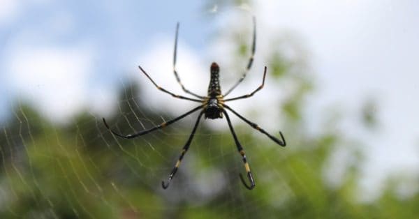 Flying Spiders! Where They Live and How They Actually Get Airborne - A ...