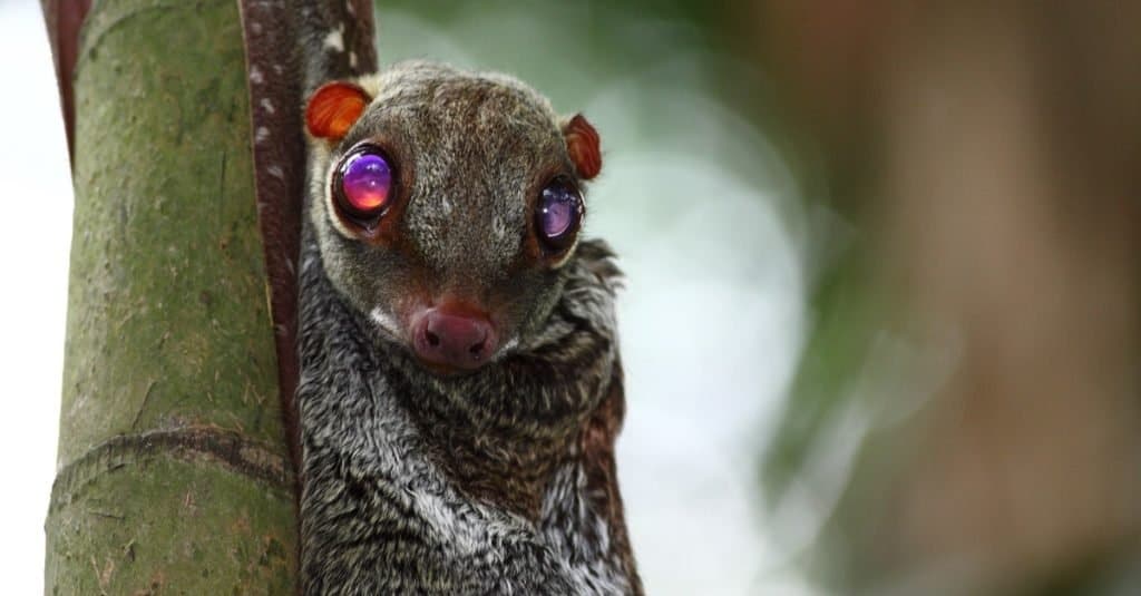Colugo, flying lemur in the wilderness, sitting against a tree.