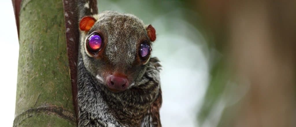 Colugo, flying lemur sitting against a tree