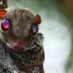 Colugo