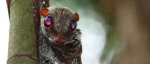 Colugo, flying lemur sitting against a tree