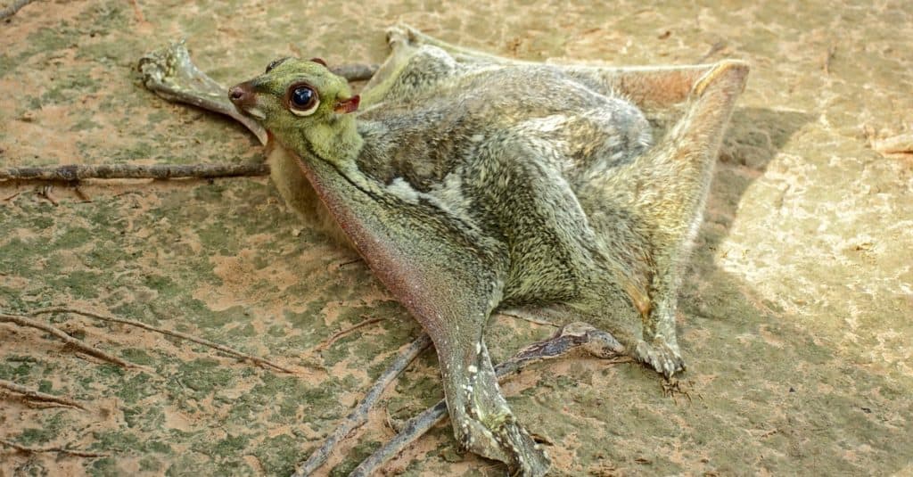 A flying lemur lying on the ground.