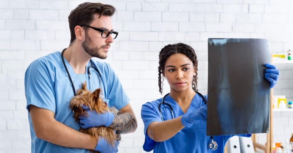 Fun Jobs with Animals: Veterinary Assistant