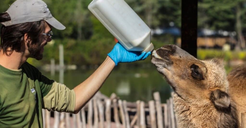 Fun Jobs with Animals: Zoologist