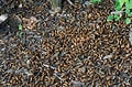 Animal, Arthropod, Biology, Cicada, Cicadidae