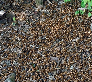 Here’s What 1.5 Million Cicadas Looks Like Picture