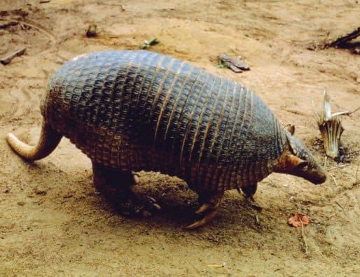 Giant Armadillo walking on sand