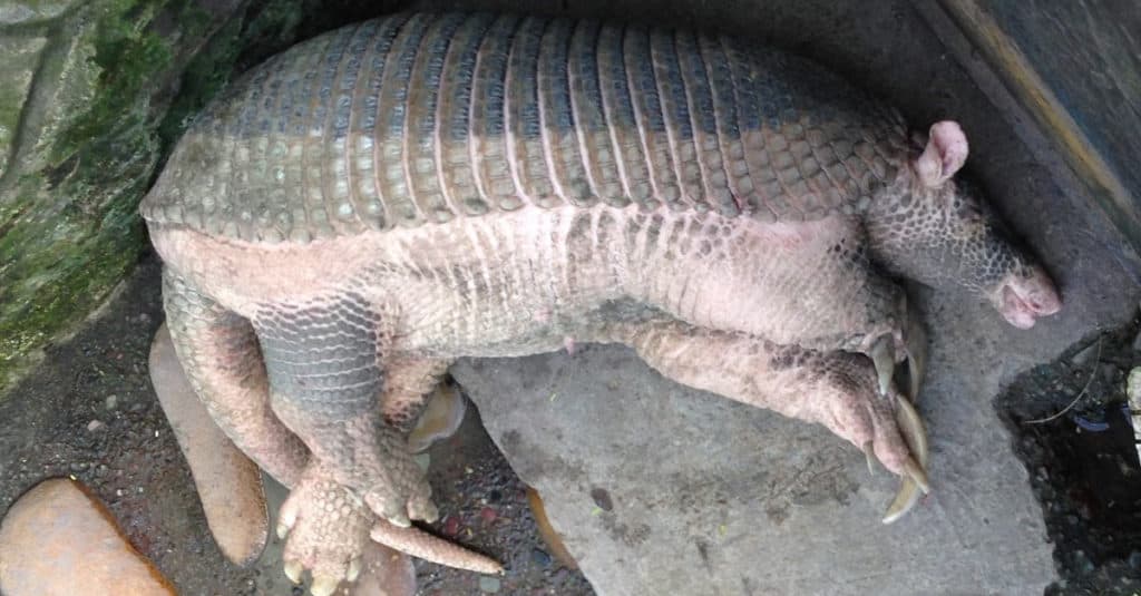 Giant Armadillo sleeping