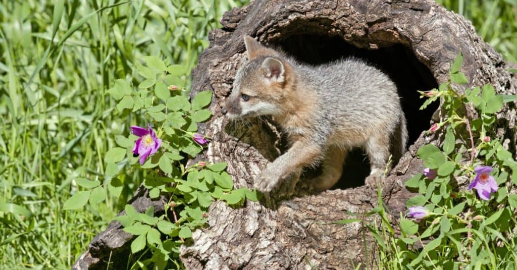 Gray Fox kit plays in a hollow log in an alpine meadow.