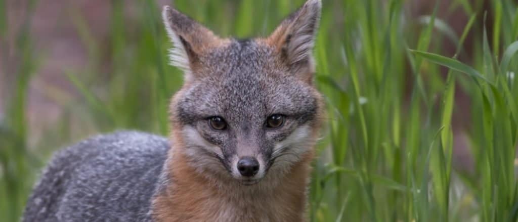 Grey Fox With Mange