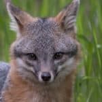 Gray fox