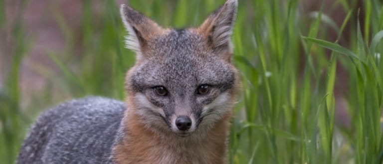 Gray Fox standing in tall grass