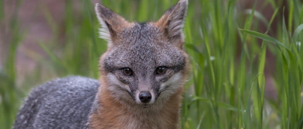 Gray Fox Animal Facts | Urocyon cinereoargenteus - AZ Animals