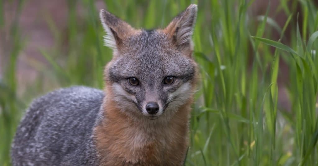 Gray Fox standing in tall grass