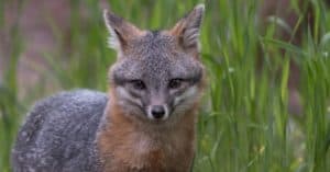 Gray Fox in Texas: Where They Live and Interesting Facts Picture