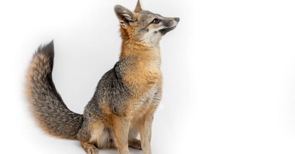Gray Fox isolated on a white background