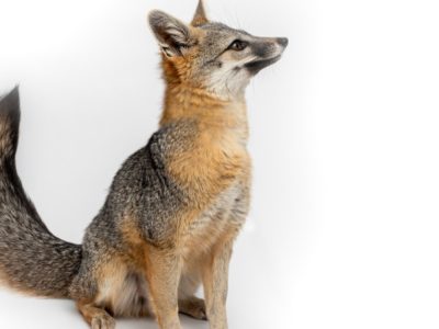 A Foxes in Rhode Island: Types and Where They Live